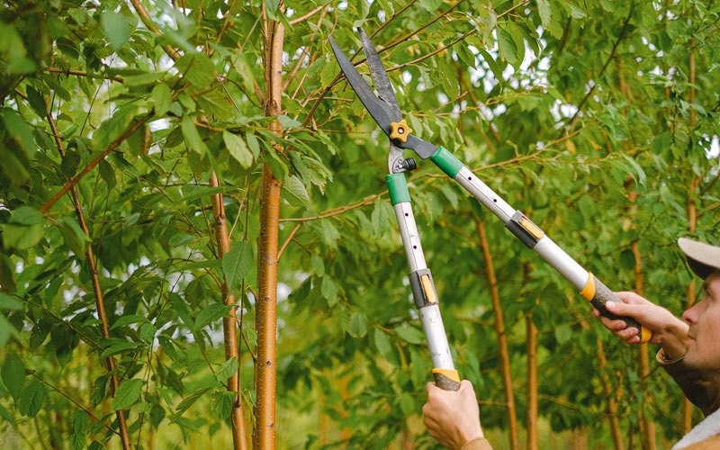 Tree trimming in Brightwaters, NY