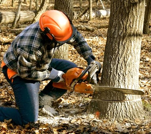 Tree Removal in Brightwaters, NY